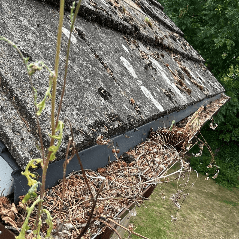 Clogged gutter before maintenance